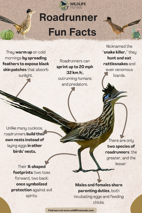 roadrunner-Fun-Facts.webp roadrunner rare facts infographic