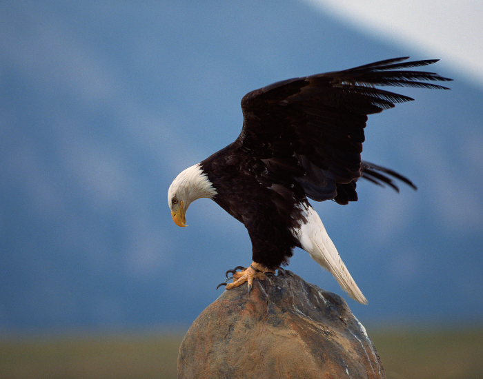 rock-american-bald-eagle.webp bald eagle standing over a rock