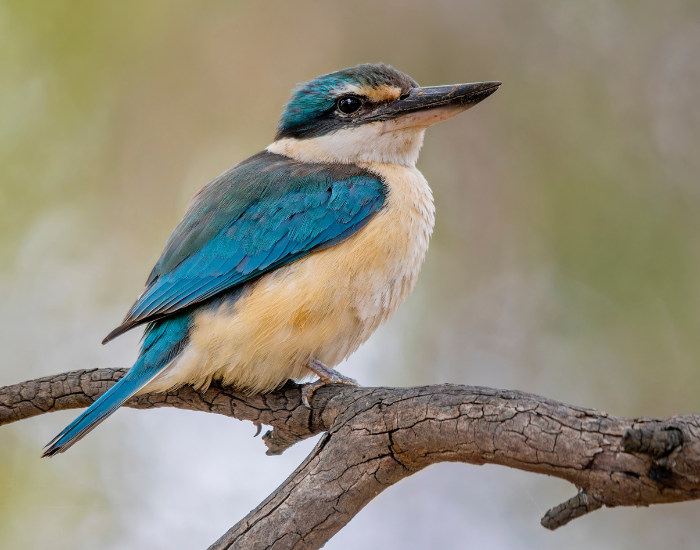 sacred kingfisher on a tree branch