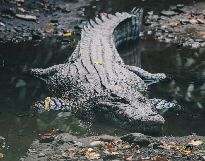 austrlian salt water croc in a pond laying
