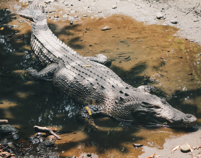 saltwater-crocodile-largest.webp australian salt water croc in the wild resting