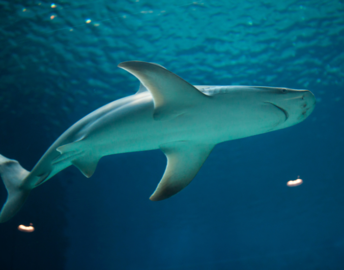 sandbar shark found in shallow water