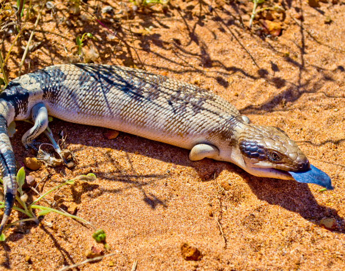 sand-Blue-tongue-on-backyard.webp a blue tongue lizard in the desert