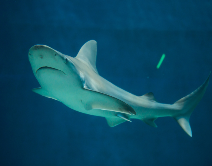 sandbar shark swimming