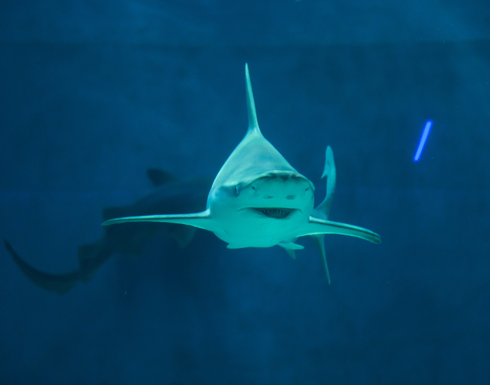 sandbar shark swimming underwater