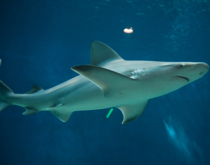 sandbar shark swimming