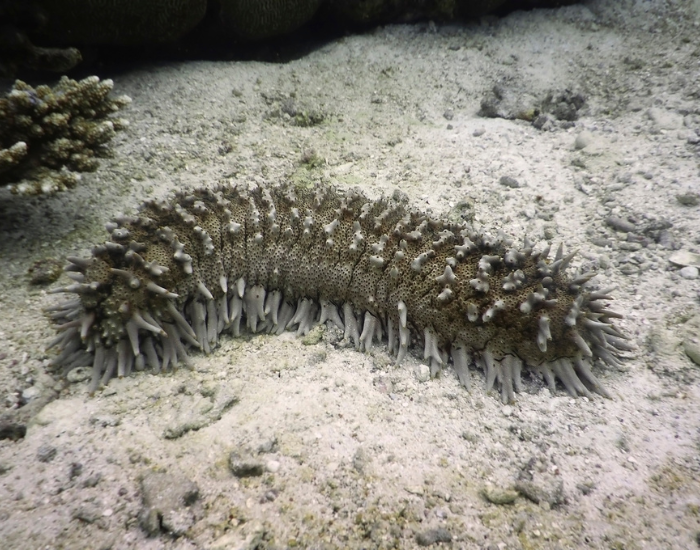 a sea cucumber in the ocean ground