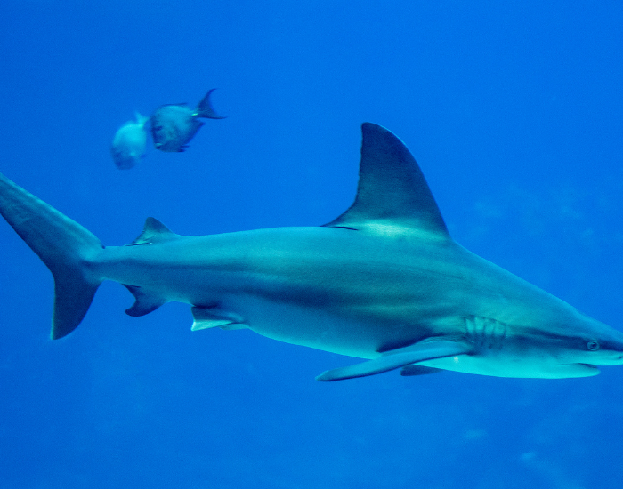 sandbar shark swimming underwater with 2 fish near by