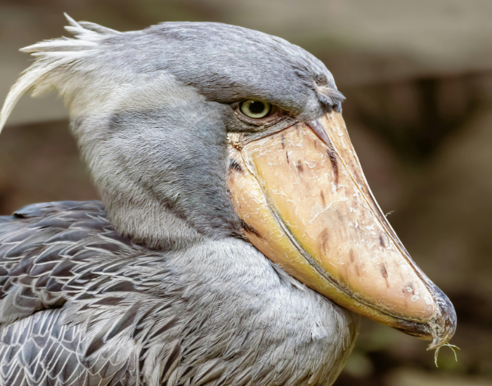 shoebill-swamp-2.webp close up of a shoebill head