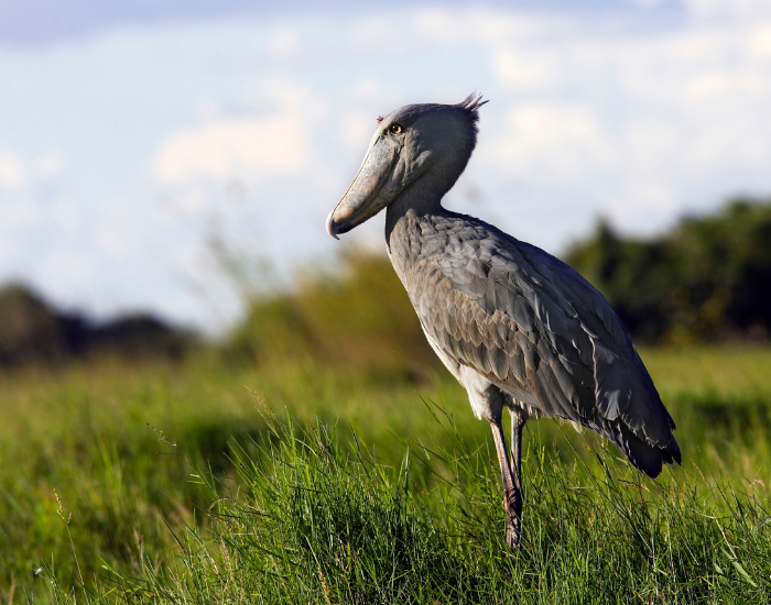 shoebill-swamp-5.webp shoebill on grassland