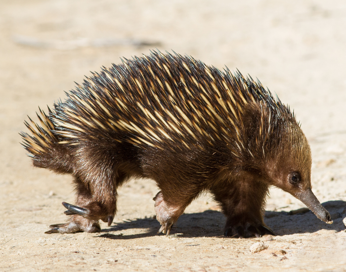 An echidna walking over open ground with its cream and black spines raised.