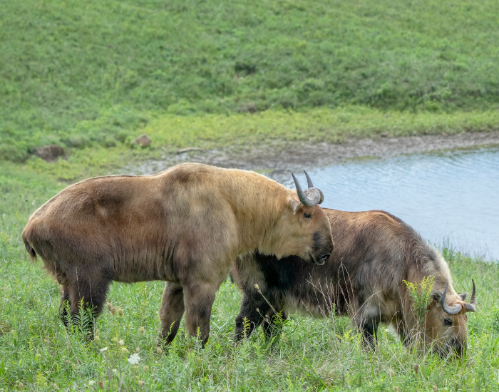 male sichuan takin courting a femal in a grassland