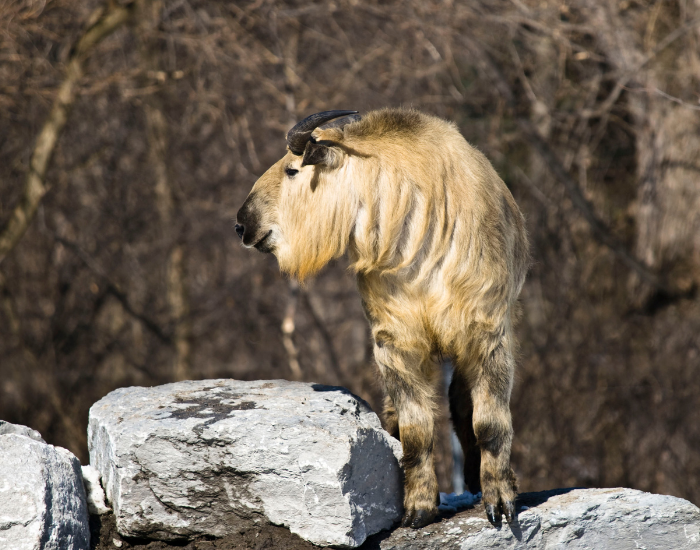 sichuan takin standing over rock