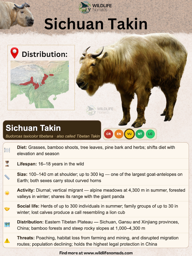 A comprehensive animal species profile infographic for the Sichuan Takin (Budorcas taxicolor tibetana), also known as the Tibetan Takin, by Wildlife Nomads. Features a high-quality image of the large, golden-furred mammal with stout curved horns next to a regional distribution map highlighting its habitat across the Eastern Tibetan Plateau in red. 