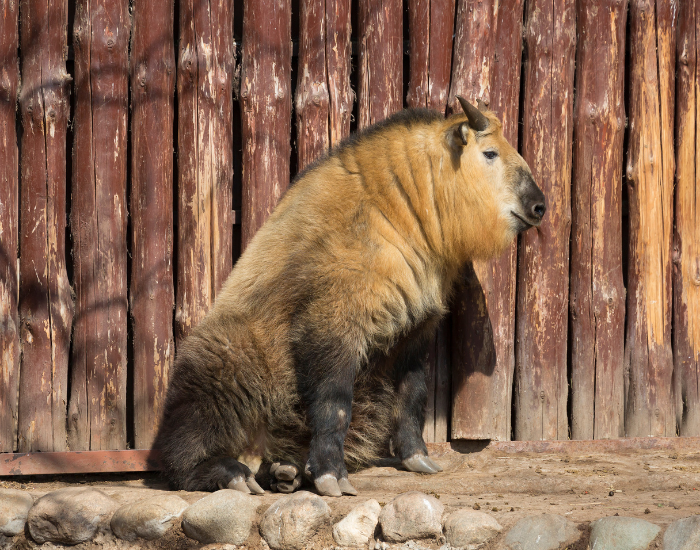 sichuant takin in a zoo
