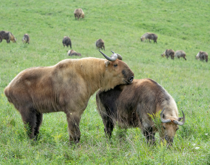 couple of sichuan takins on grass
