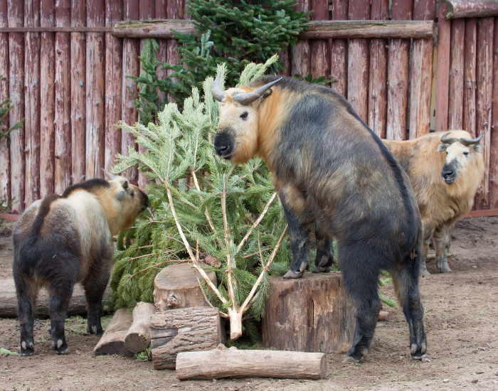 a mother sichuan taking with two calves next to logs