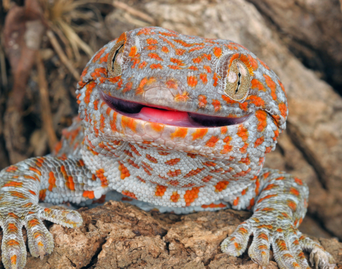 smiling-tokay-gecko-2.webp smiling tockay gecko