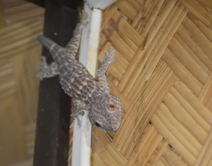 smiling-tokay-gecko.webp Tokay gecko standing on the corner of a cabin