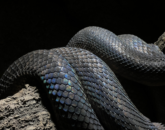 snake-texture-mexican-black-kingsnake.webp clos eup of the skin of a black king snake
