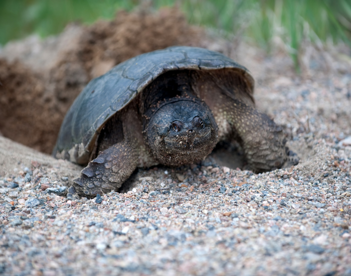 snapoig-turtle-laying-eggs.webp snapping turtle laying eggs in a nest