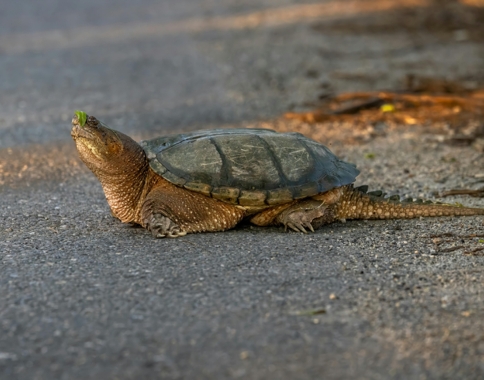 snapping-turtle-crossing-road.webp snapping turtle on the road