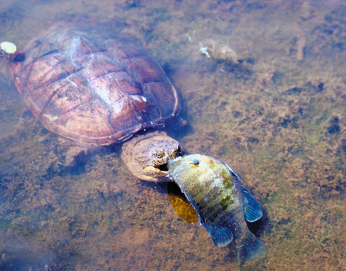 snapping-turtle-eating-fish.webp snapping turtle eating a fish in a pond