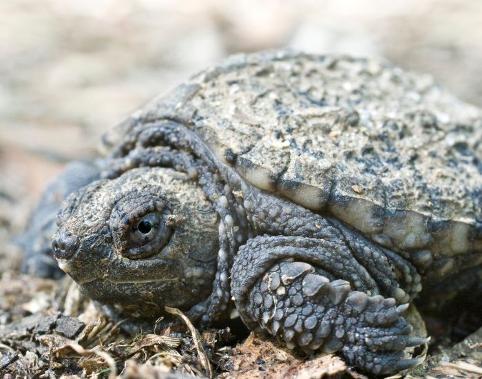 snapping-turtle-hatchling.webp snapping turtle hatchling