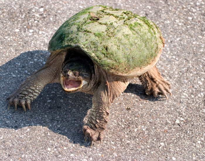 snapping-turtle-road.webp Common snapping turtle opening mouth in a road