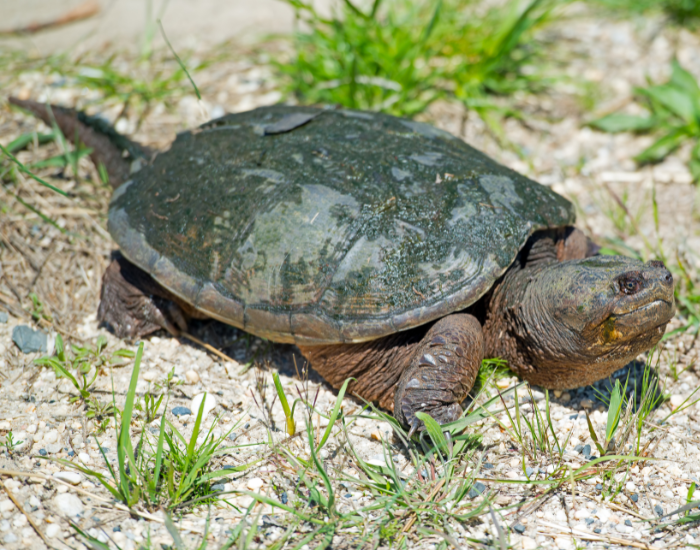 snapping-turtle.webp Snapping turtle ona. sandy soil