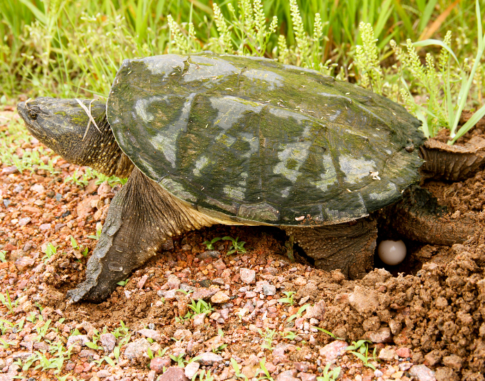 snapping-turtles-eggs.webp snapping turtle laying eggs on sand