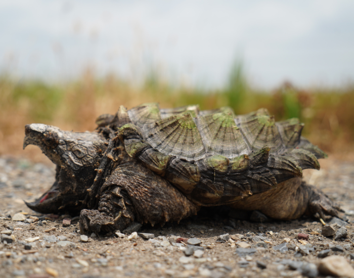 snapping.webp alligator snapping turtle