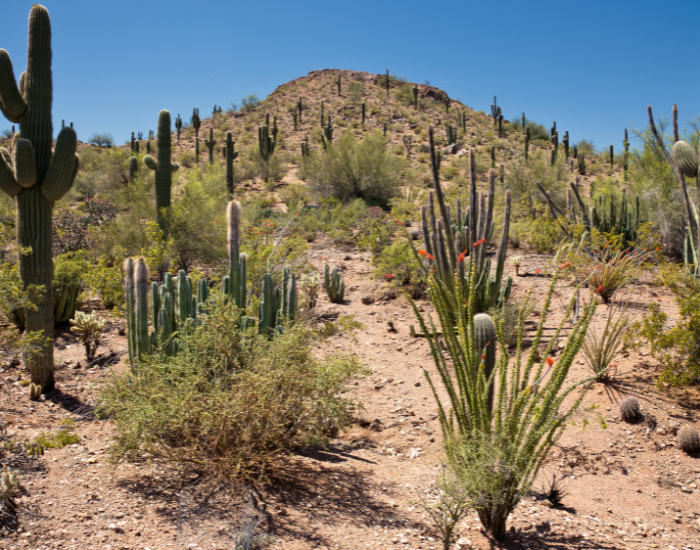 sonoran-desert.webp sonorand esert with some cactus plants