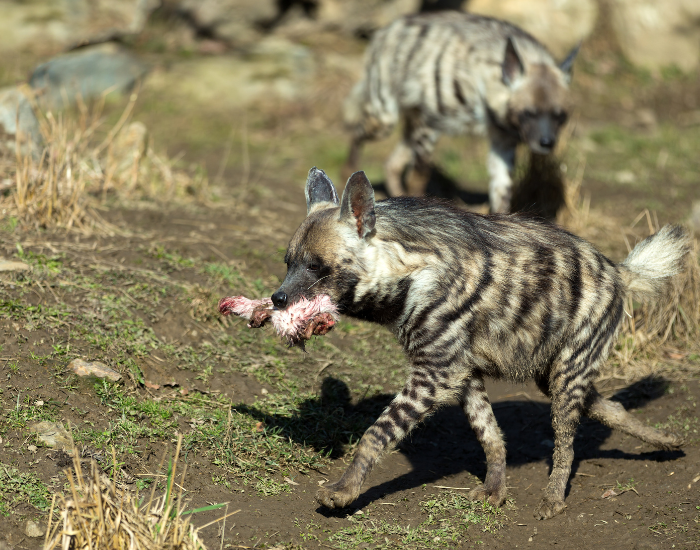 striped-hyena-eating.webp striped hyena walking with a piece of meat in its mouth