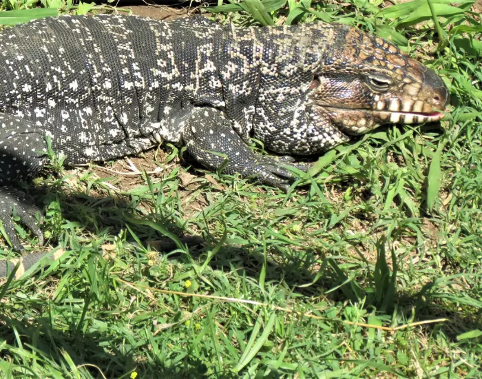 tegu-Salvator-merianae.webp