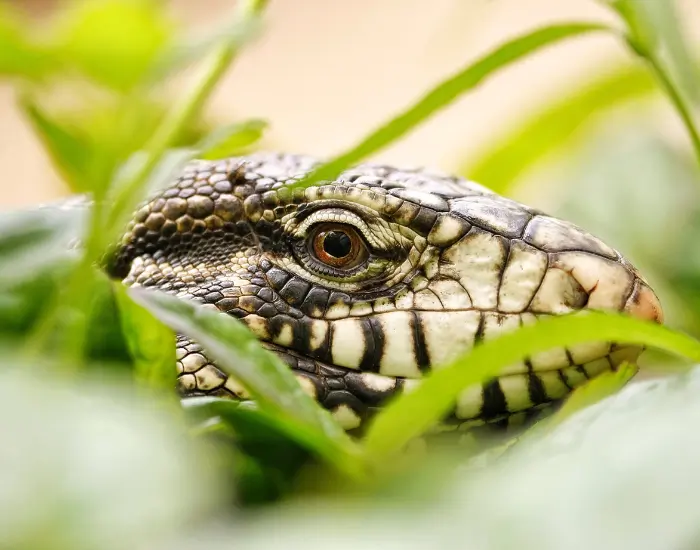 tegu-clos-eup.webp close up of a tegu behind a plant