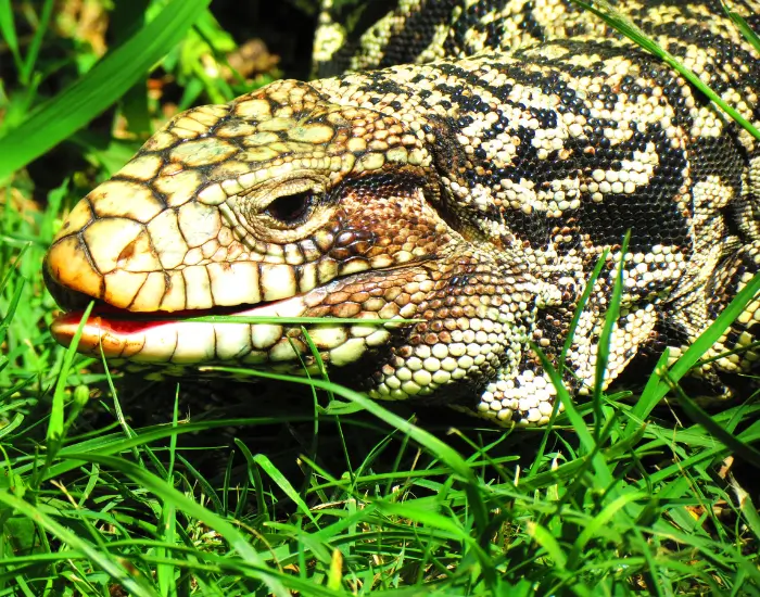 tegu-grass.webp close up of a tegu in the wild