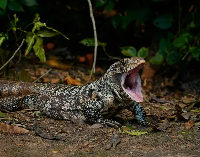 tegu-moith-open.webp