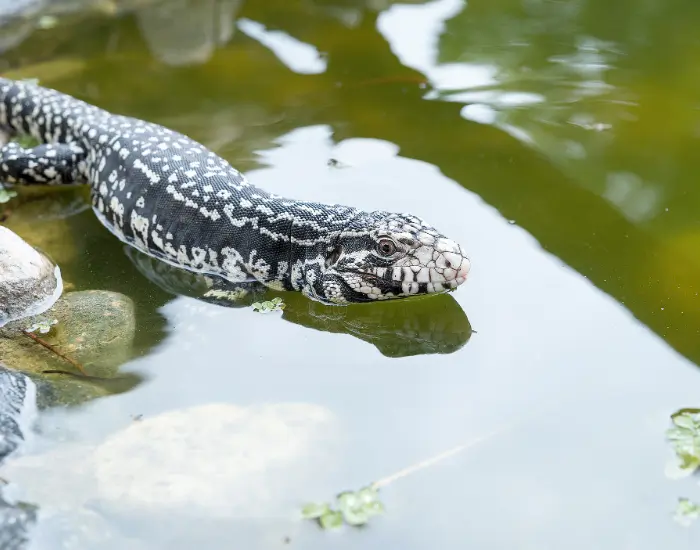 tegu-swimming.webp tegu swimming