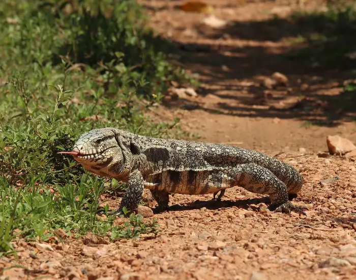 tegu walking on a dirt road