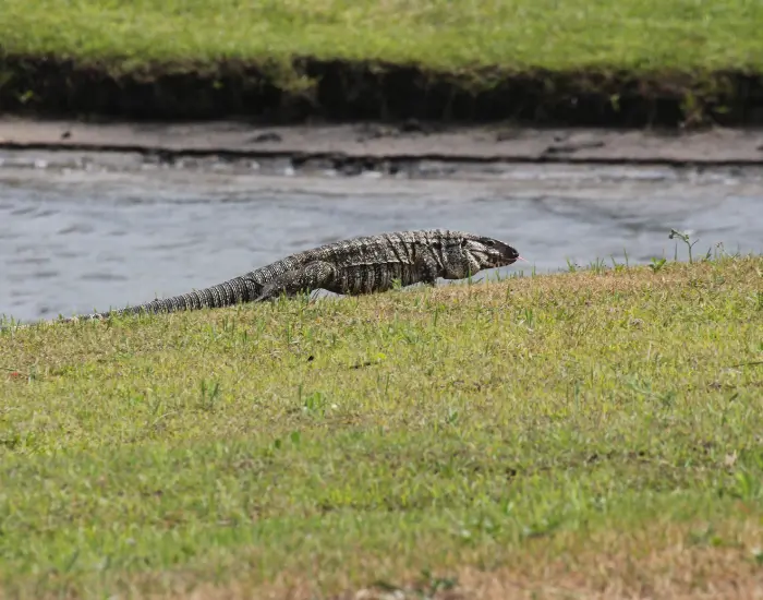 tegu-walking.webp tegu walking on grass next to water