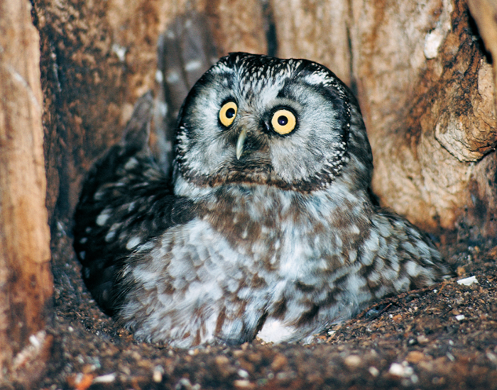 tengmalms-owls.webp tengmalm’s owls on its nest in a tree