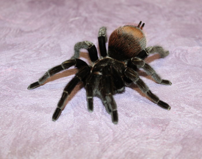 the-red-rump-tarantula-Tliltocatl-vagans.webp the red rump tarantula