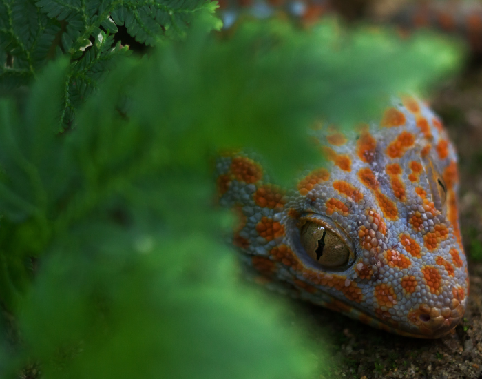 tokay-gecko-leaf.webp tockay gecko under a leaf