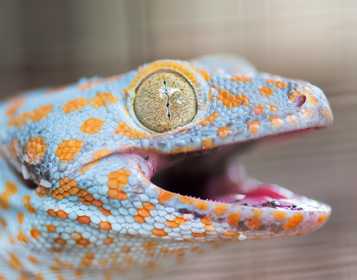 tokay-gecko.webp close up of a tockay gecko opening its mouth