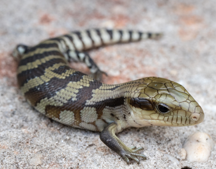 tongue-blue-tongue-lizard-2.webp blue tongue lizard laying on concrete