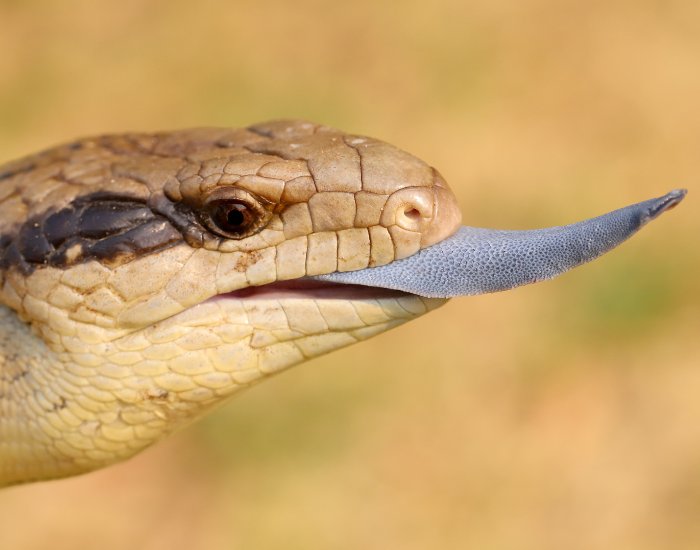 tongue-blue-tongue-lizard.webp close up of the head of a blue tongue skink with the tongue outside the mouth