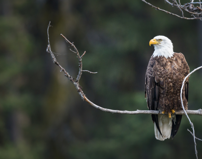 tree-american-bald-eagle-f.webp bald eagle standing on a branch in the wild