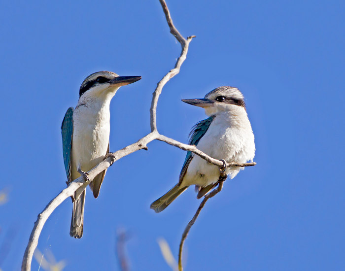 two Red-backed Kingfisher on top of a tree