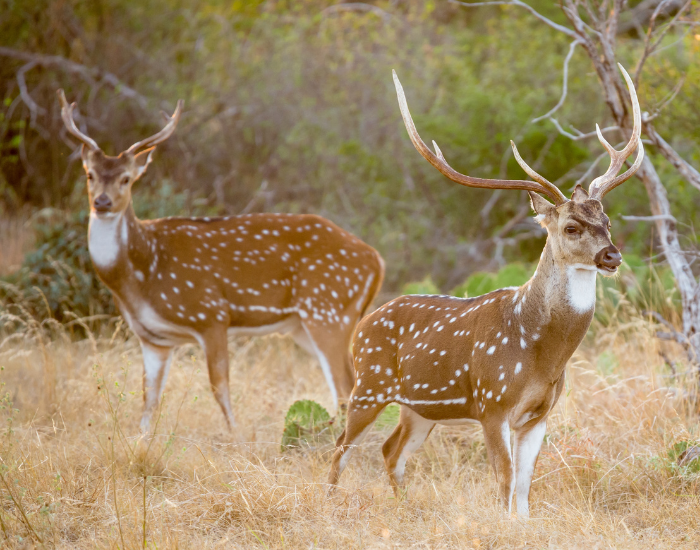 two-axis-deer-wild.webp two axis deer in the wild